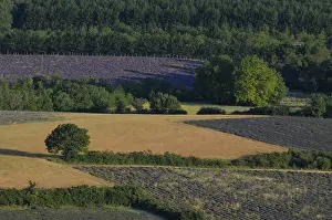 Lavender Fields In France Prints: High angle view of a field of lavender