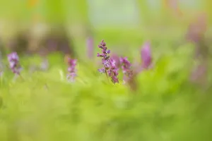 Close Up Forest Flowers Prints: Hollowroot, Corydalis cava