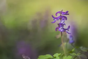 Purple Spring Flowers Prints: Hollowroot, Corydalis cava