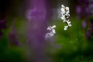 Dutch Garden Flowers Prints: Hollowroot, Corydalis cava
