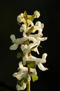 European Garden Flowers Prints: Hollowroot, Corydalis cava