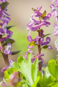 Spring Blooming Plants Europe Prints: Hollowroot, Corydalis cava