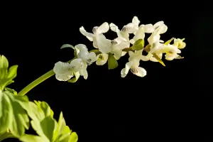 European Garden Flowers Prints: Hollowroot, Corydalis cava