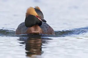 Daytime Bird Photography Prints: Horned Grebe