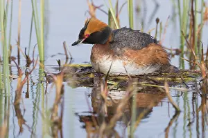 Daytime Bird Photography Prints: Horned Grebe