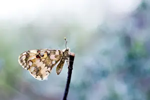 Asian Nature Photography Prints: Hypermnestra helios