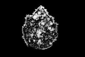 Close Up Ice Crystals Prints: Ice crystals on leaf