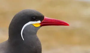 Peru Wildlife Photography Prints: Inca Tern
