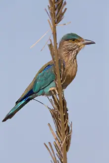 Coraciiformes Species Prints: Indian Roller