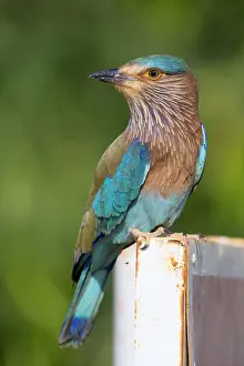 Indian Roller Print, Standing on a Post in Oman