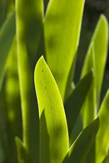 Framed Print : Iris Leaf Print Framed Print : Iris Leaf Print