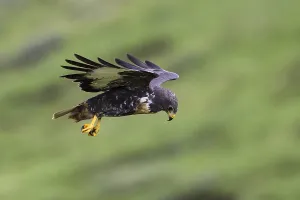 Framed Print : Jackal Buzzard Print: Buteo rufofuscus in Flight over Agami Framed Print : Jackal Buzzard Print: Buteo rufofuscus in Flight over Agami
