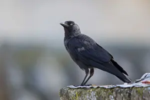 European Nature Reserve Birds Prints: Jackdaw