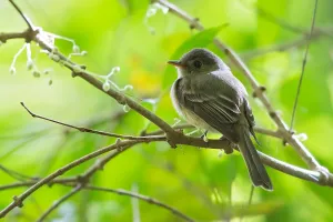 Caribbean Island Birds Prints: Jamaican Pewee