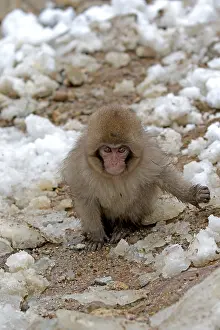 Macaca Fuscata Images Prints: Japanese macaque; Macaca fuscata