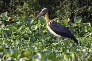 Images Dated 27th February 2016: Javaanse Maraboe Print, a photograph of the Lesser Adjutant bird species