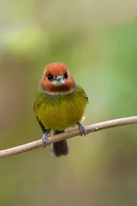 Peru Bird Species Prints: Johnson's Tody-tyrant