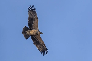 Eastern Imperial Eagle Prints: Keizerarend, Eastern Imperial Eagle, Aquila heliaca
