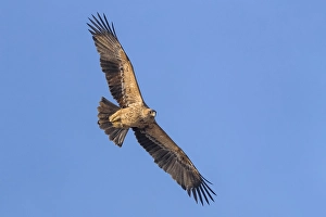 Eastern Imperial Eagle Prints: Keizerarend, Eastern Imperial Eagle, Aquila heliaca