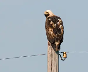 Eastern Imperial Eagle Prints: Keizerarend, Eastern Imperial Eagle, Aquila heliaca