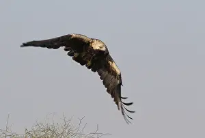 Eastern Imperial Eagle Prints: Keizerarend, Eastern Imperial Eagle, Aquila heliaca