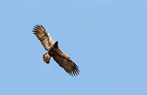 Eastern Imperial Eagle Prints: Keizerarend, Eastern Imperial Eagle, Aquila heliaca