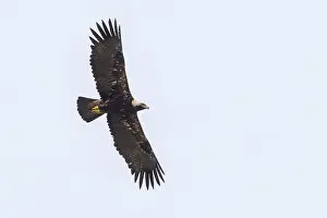 Eastern Imperial Eagle Prints: Keizerarend, Eastern Imperial Eagle, Aquila heliaca