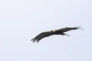 Eastern Imperial Eagle Prints: Keizerarend, Eastern Imperial Eagle, Aquila heliaca
