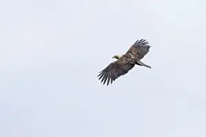 Eastern Imperial Eagle Prints: Keizerarend, Eastern Imperial Eagle, Aquila heliaca