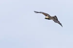 Eastern Imperial Eagle Prints: Keizerarend, Eastern Imperial Eagle, Aquila heliaca