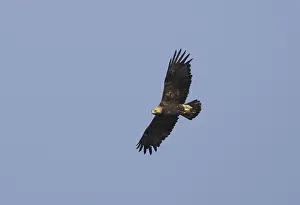 Eastern Imperial Eagle Prints: Keizerarend, Eastern Imperial Eagle, Aquila heliaca