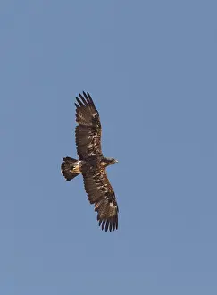 Eastern Imperial Eagle Prints: Keizerarend, Eastern Imperial Eagle, Aquila heliaca