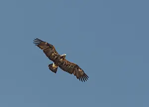 Eastern Imperial Eagle Prints: Keizerarend, Eastern Imperial Eagle, Aquila heliaca