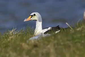 King Eider Print, immature male sitting on the grass