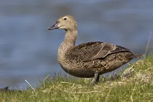 King Eider Print, Female on Grass