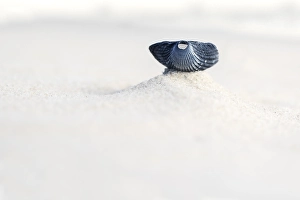 European Beach Scene Prints: Kokkel Common Cockle, Cerastoderma edule