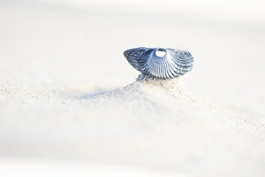 Coastal Nature Scene Prints: Kokkel Common Cockle, Cerastoderma edule