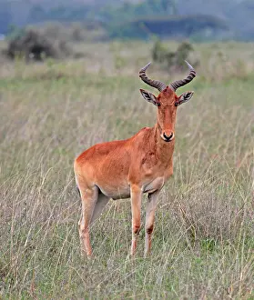 African Mammal Prints: Kongoni, Alcelaphus buselaphus