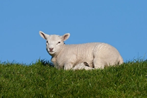 European Mammals Images Prints: Lam, Lamb