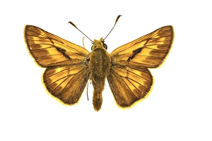 Close Up Insect Images Prints: Large Skipper, Ochlodes sylvanus