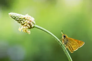 Large Skipper Butterfly Prints: Large Skipper, Ochlodes sylvanus