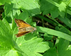 Images Dated 11th August 2014: Large Skipper Print, Via Podiensis, France