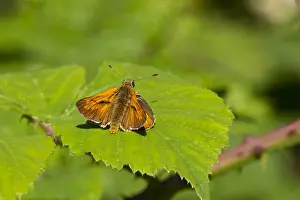 Large Skipper Print - Ochlodes sylvanus Butterfly Image