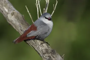 Africa Bird Prints: Lavendelastrild, Lavender Waxbill, Estrilda caerulescens