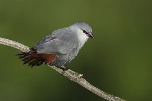 Africa Bird Prints: Lavendelastrild, Lavender Waxbill, Estrilda caerulescens