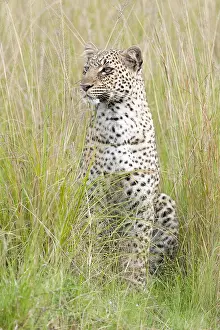 Panthera Pardus Habitat Prints: Leopard, Panthera pardus
