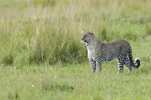African Wild Animal Photography Prints: Leopard, Panthera pardus