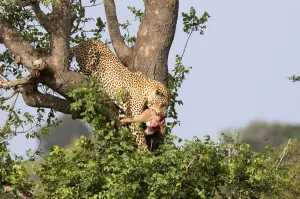 Kruger National Park Animals Prints: Leopard, Panthera pardus