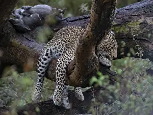 Panthera Pardus Photo Prints: Leopard, (Panthera pardus)