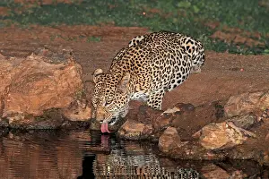 Panthera Pardus Habitat Prints: Leopard, Panthera pardus